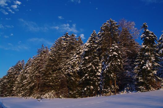 beautiful snowy winter landscape at Christmas time...