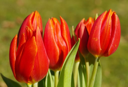 macro tulip bouquet