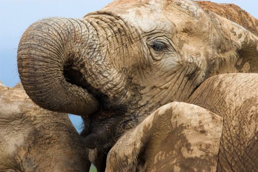 Close up of a thirsty elephant drinking water