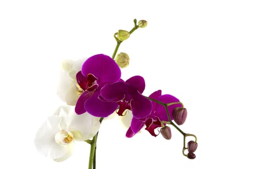 Different kinds of orchids