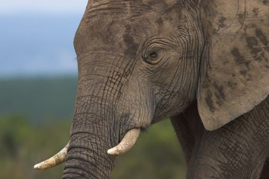 Close up of a male African elephant