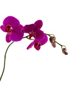 Beautiful fresh orchid