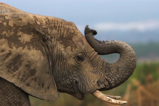 Close up of an african elephant trumpeting