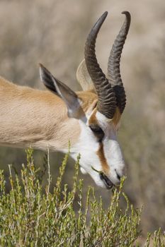 Springbok feeding on a lush green bush in the wild