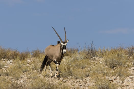 Gemsbok standing on a grassy ridge in the Kalahari