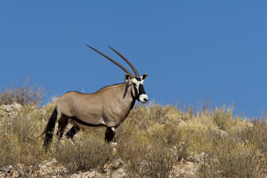 Gemsbok found in the arid Kalahari desert