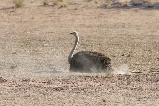 Female ostrich having a dust bath in the kalahari