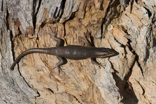 Lizard warming itself in the sun on a tree trunk