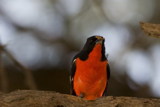 Crimson Breasted Shrike collecting nesting material