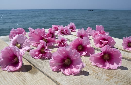 Beautiful pink tropical flowers on a pier near the ocean