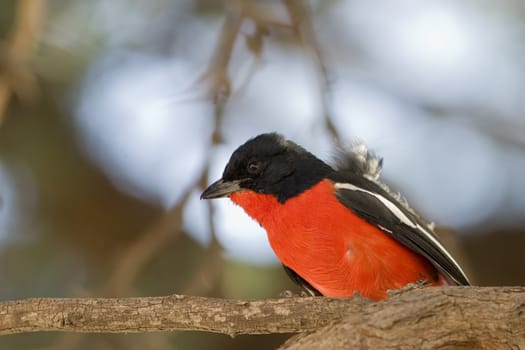 Crimson Breasted Shrike collecting nesting material