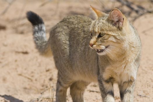 African wild cat on in the Kalahari