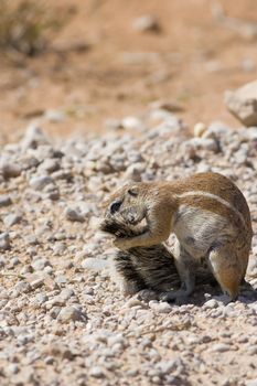 Ground squirrel grooming its tail in the desert