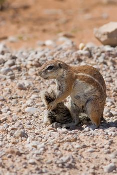 Ground squirrel grooming its tail in the kalahari