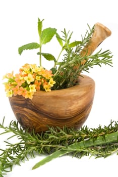 Healthy aromatic herbs in a spa (mint, rosemary, aloe vera in a carved olive tree mortar and pestle