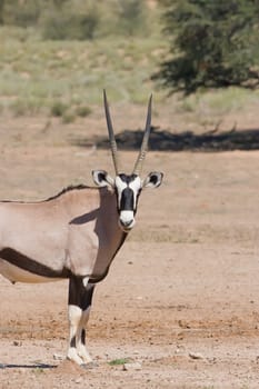 Majestic Gemsbok found in the arid Kalahari