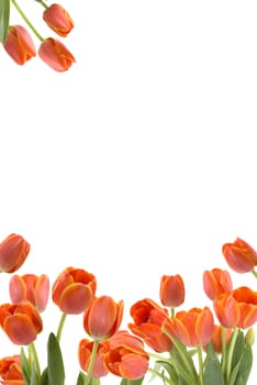  Tulip border