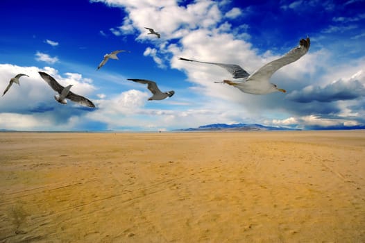 Beach sand and birds