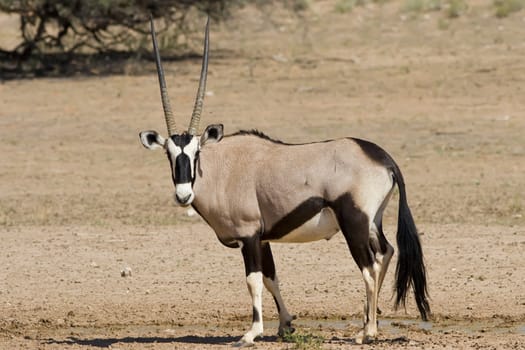 Majestic Gemsbok found in the arid Kalahari