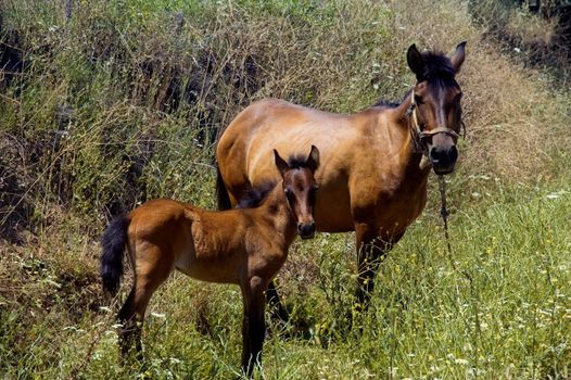 Mom and baby horses enjoying the fresh plants