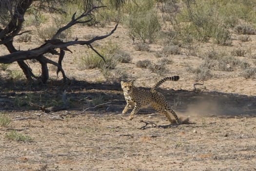 Adult Cheetah chasing prey on the African plains