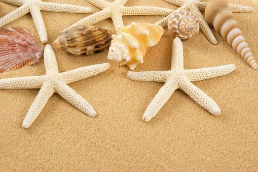 Starfish and seashells on golden sand