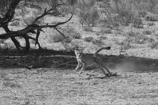 Adult Cheetah chasing prey on the African plains