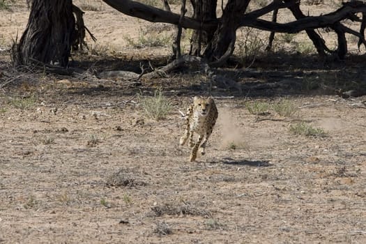 Cheetah chasing prey on the kalahari plains