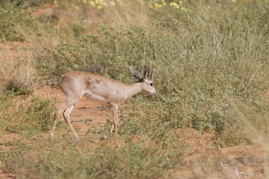 Steenbok walking in the african field in the Kalahari