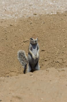 Ground squirrel scanning for danger by its burrow