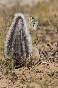 Ground squirrel feeding on plants in the Kalahari