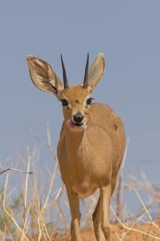 Steenbok feeding on a flower in the kalahari