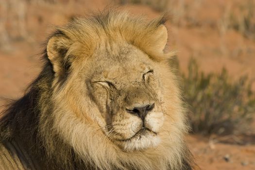 Majestic Male Lion resting in the sun