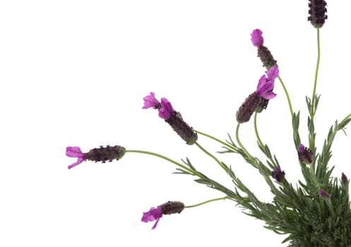 Spanish lavender