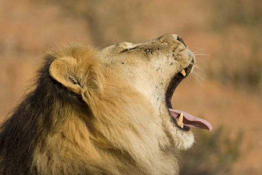 Lion male yawning with its tongue out