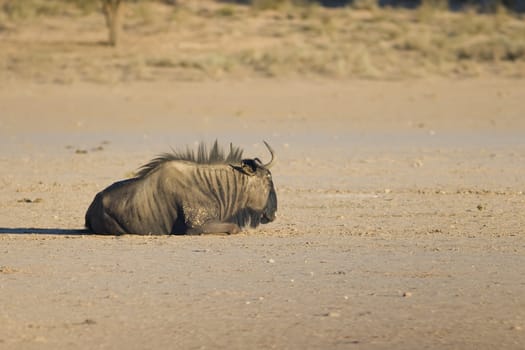 Black wildebeest resting in the afternoon heat in the Kalahari