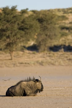 Black wildebeest resting in the afternoon sun in the Kalahari