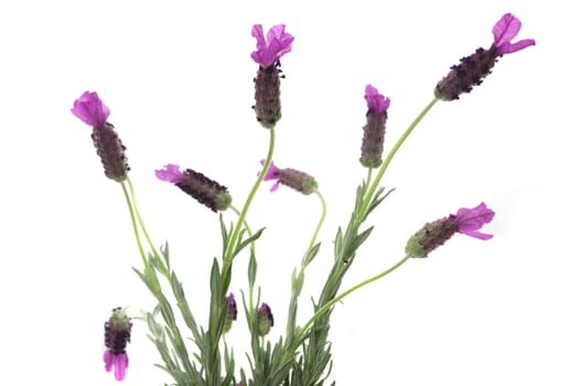 Spanish lavender