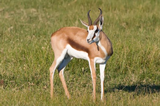 Adult male springbok on the African grass plains