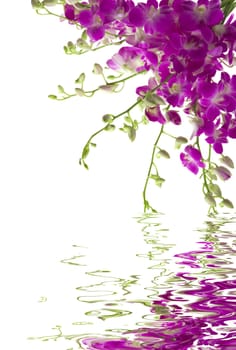 A bouquet of fresh orchids with water reflection
