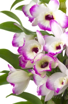 Beautiful tropical orchid bouquet
