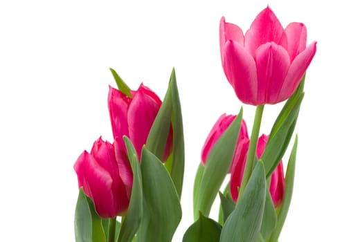 Elegant tulips