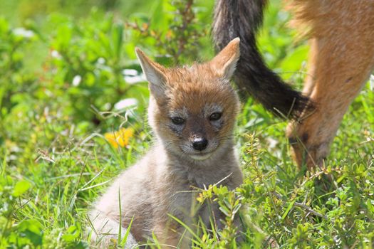 Black Backed Jackal pup looking directly at the camera