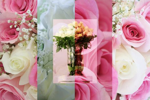 Beautiful collage of roses