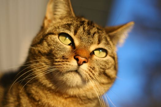 Tabby cat in deep thought