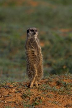 Meerkat Sentry