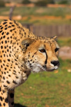 Cheetah stalking prey