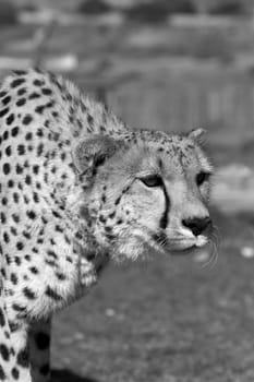 Cheetah stalking prey