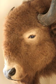 American bison