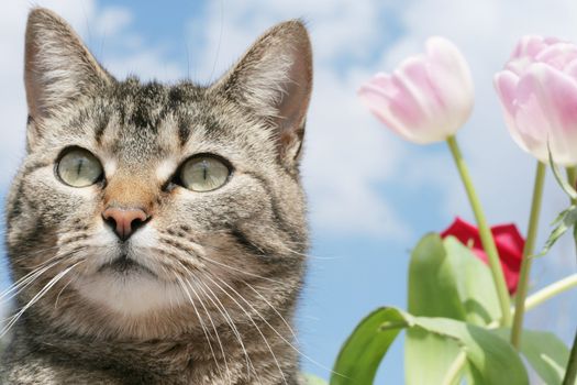 Gray tabby cat in garden